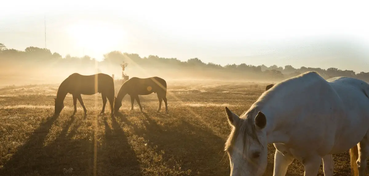 Discover Memphis Magic at Shelby Farms Park: Your Ultimate Guide to Nature, Adventure, and Community Fun! - Photo Source